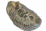 Rare Treveropyge Trilobite - Exceptional Specimen #376903-5